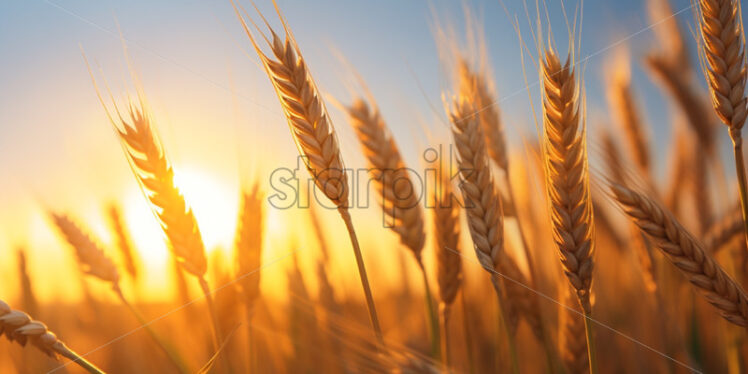 Wheat on blue sky background - Starpik Stock