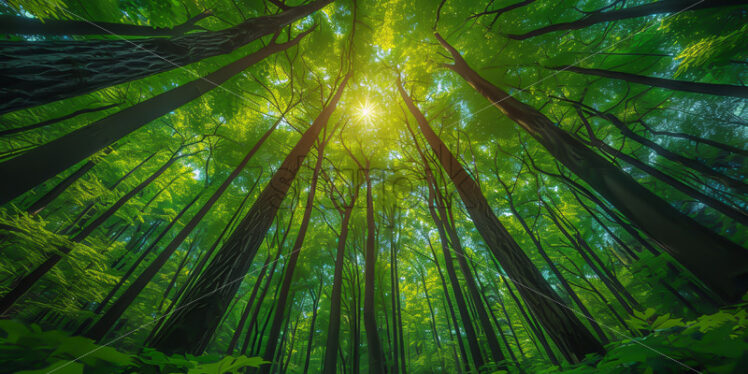 A forest with tall trees fish eye photo - Starpik Stock