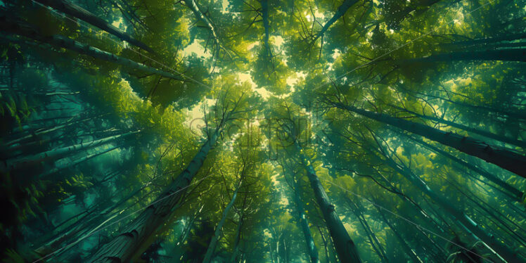 A forest with tall trees fish eye photo - Starpik Stock