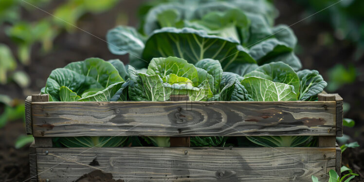 A wooden crate with cabbage in it in a field - Starpik Stock