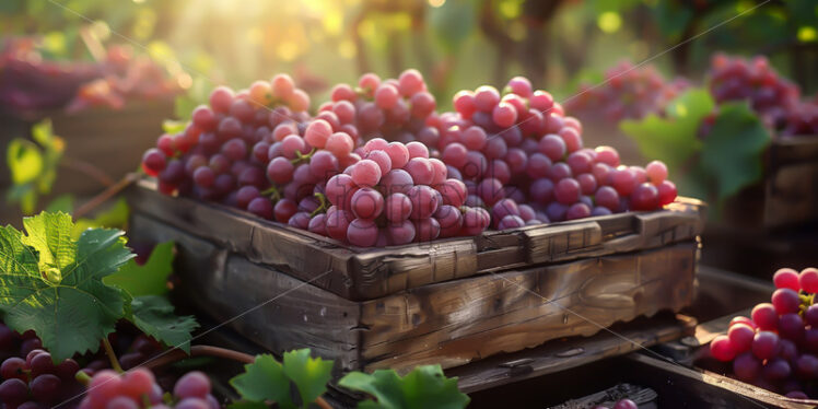 Crates of grapes in the vineyard - Starpik Stock