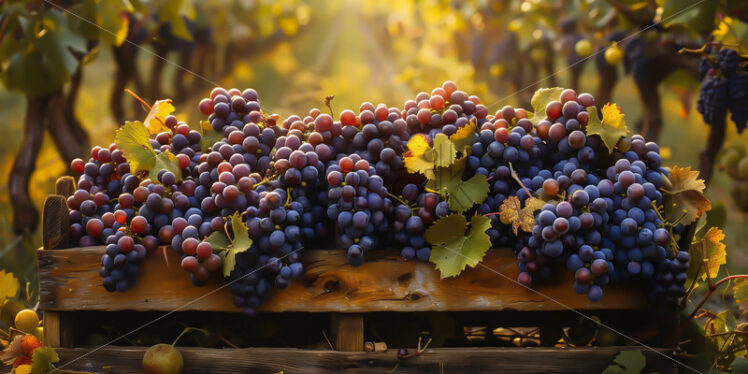 Crates of grapes in the vineyard - Starpik Stock