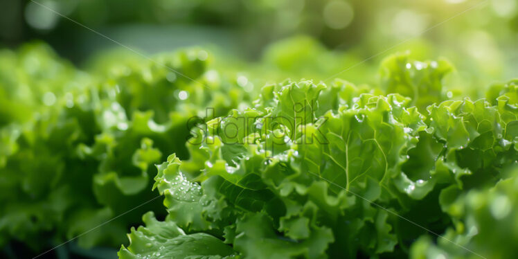 Fresh lettuce growing in a greenhouse - Starpik Stock