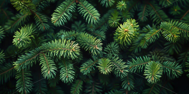 Green fir leaves as background - Starpik Stock