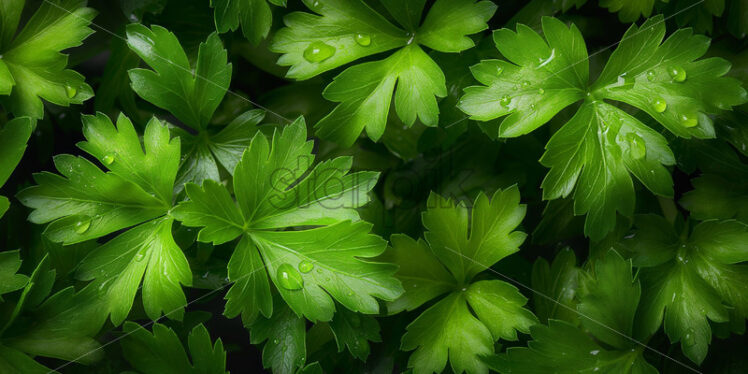 Celery close up macro healthy background - Starpik