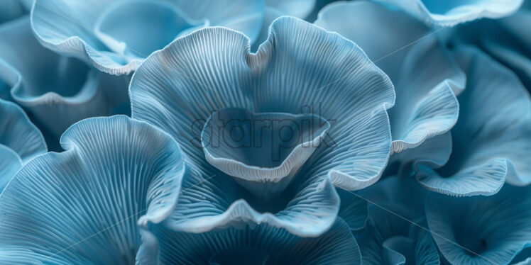 Oyster mushrooms blue background - Starpik