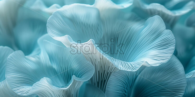 Oyster mushrooms blue background - Starpik