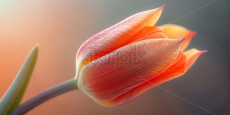 Tulip flowers close up  - Starpik