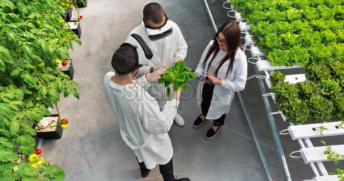 VIDEO Aerial drone view of three laboratory technicians in white coats wearing Virtual Reality headsets, analysing lettuce grown with the Hydroponic method in a greenhouse - Starpik