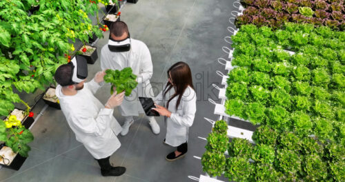 VIDEO Aerial drone view of three laboratory technicians in white coats wearing Virtual Reality headsets, analysing lettuce grown with the Hydroponic method in a greenhouse - Starpik