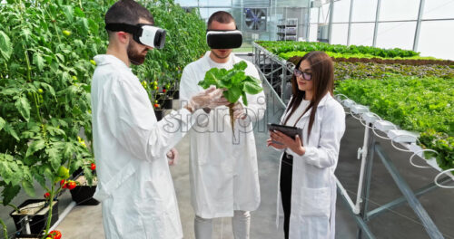 VIDEO Aerial drone view of three laboratory technicians in white coats wearing Virtual Reality headsets, analysing lettuce grown with the Hydroponic method in a greenhouse - Starpik