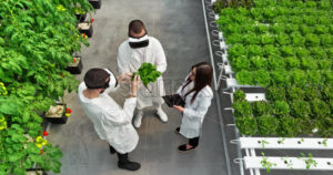VIDEO Aerial drone view of three laboratory technicians in white coats wearing Virtual Reality headsets, analysing lettuce grown with the Hydroponic method in a greenhouse - Starpik
