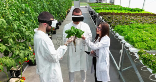 VIDEO Aerial drone view of three laboratory technicians in white coats wearing Virtual Reality headsets, analysing lettuce grown with the Hydroponic method in a greenhouse - Starpik