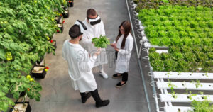 VIDEO Aerial drone view of three laboratory technicians in white coats wearing Virtual Reality headsets, analysing lettuce grown with the Hydroponic method in a greenhouse - Starpik