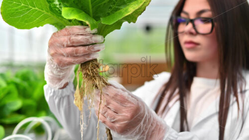 VIDEO Laboratory technician in a white coat, analysing lettuce grown with the Hydroponic method in a greenhouse - Starpik