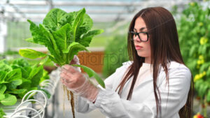 VIDEO Laboratory technician in a white coat, analysing lettuce grown with the Hydroponic method in a greenhouse - Starpik