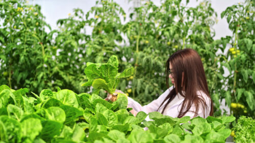 VIDEO Laboratory technician in a white coat, analysing lettuce grown with the Hydroponic method in a greenhouse - Starpik