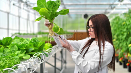 VIDEO Laboratory technician in a white coat, analysing lettuce grown with the Hydroponic method in a greenhouse - Starpik