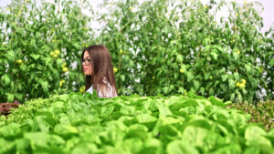 VIDEO Laboratory technician in a white coat, analysing lettuce grown with the Hydroponic method in a greenhouse - Starpik