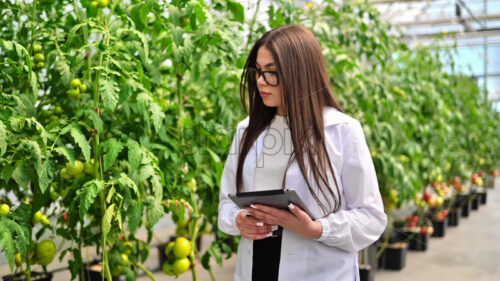 VIDEO Laboratory technician in a white coat analysing tomatoes grown in a greenhouse - Starpik