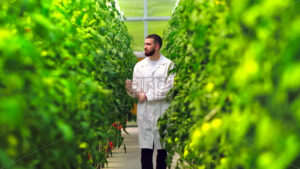 VIDEO Laboratory technician in a white coat analysing tomatoes grown in a greenhouse - Starpik