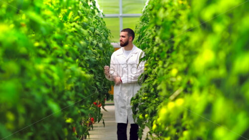 VIDEO Laboratory technician in a white coat analysing tomatoes grown in a greenhouse - Starpik