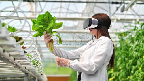 VIDEO Laboratory technician in a white coat wearing a Virtual Reality headset, analysing lettuce grown with the Hydroponic method in a greenhouse - Starpik