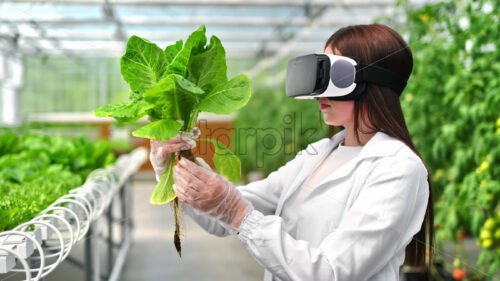 VIDEO Laboratory technician in a white coat wearing a Virtual Reality headset, analysing lettuce grown with the Hydroponic method in a greenhouse - Starpik