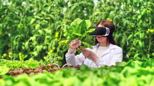 VIDEO Laboratory technician in a white coat wearing a Virtual Reality headset, analysing lettuce grown with the Hydroponic method in a greenhouse - Starpik