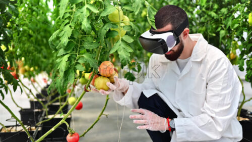 VIDEO Laboratory technician in a white coat wearing a Virtual Reality headset, analysing tomatoes grown in a greenhouse - Starpik