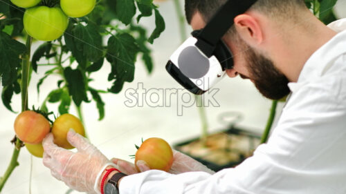 VIDEO Laboratory technician in a white coat wearing a Virtual Reality headset, analysing tomatoes grown in a greenhouse - Starpik