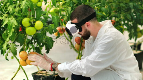 VIDEO Laboratory technician in a white coat wearing a Virtual Reality headset, analysing tomatoes grown in a greenhouse - Starpik