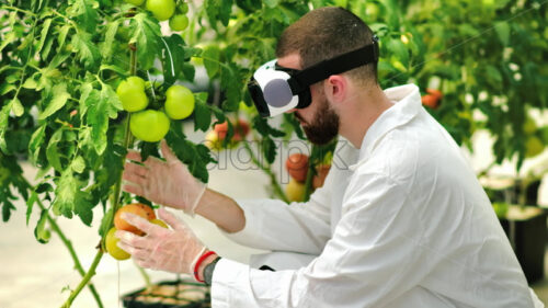 VIDEO Laboratory technician in a white coat wearing a Virtual Reality headset, analysing tomatoes grown in a greenhouse - Starpik