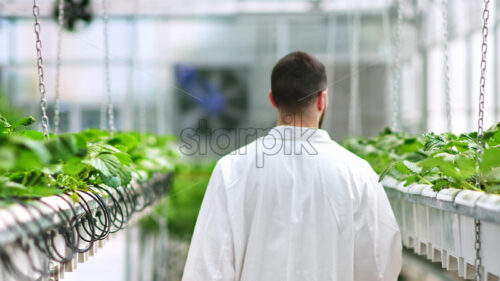 VIDEO Laboratory technician in a white coat working with plants grown with the Hydroponic method in a greenhouse - Starpik