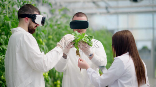 VIDEO Three laboratory technicians in white coats wearing Virtual Reality headsets, analysing lettuce grown with the Hydroponic method in a greenhouse - Starpik