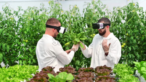 VIDEO Three laboratory technicians in white coats working with plants grown with the Hydroponic method in a greenhouse - Starpik