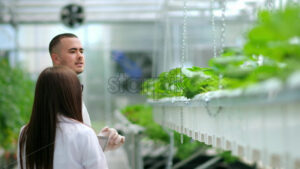 VIDEO Three laboratory technicians in white coats working with plants grown with the Hydroponic method in a greenhouse - Starpik