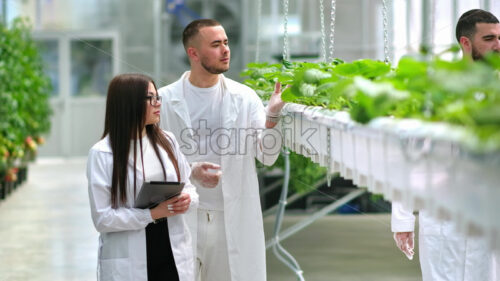 VIDEO Three laboratory technicians in white coats working with plants grown with the Hydroponic method in a greenhouse - Starpik