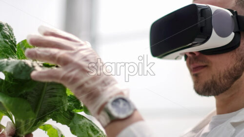 VIDEO Two laboratory technicians in white coats wearing Virtual Reality headsets, analysing lettuce grown with the Hydroponic method in a greenhouse - Starpik