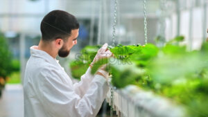VIDEO Two laboratory technicians in white coats working with plants grown with the Hydroponic method in a greenhouse - Starpik