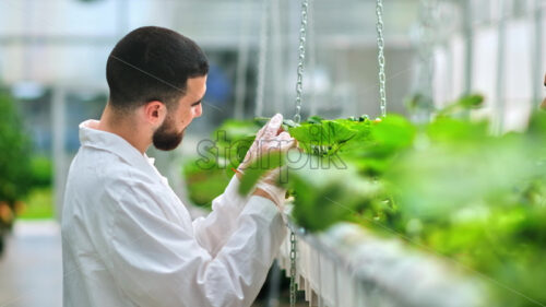 VIDEO Two laboratory technicians in white coats working with plants grown with the Hydroponic method in a greenhouse - Starpik