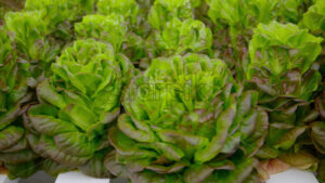 VIDEO Different types of lettuce grown with the Hydroponic method in a greenhouse - Starpik