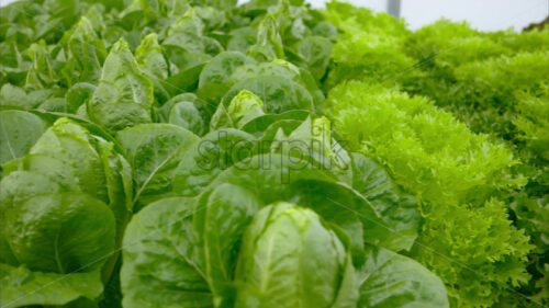 VIDEO Different types of lettuce grown with the Hydroponic method in a greenhouse - Starpik