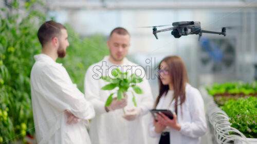 VIDEO Drone filming three laboratory technicians in white coats working with plants grown with the Hydroponic method in a greenhouse - Starpik