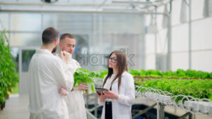 VIDEO Drone filming three laboratory technicians in white coats working with plants grown with the Hydroponic method in a greenhouse - Starpik