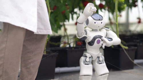 VIDEO Humanoid robot dancing with a laboratory technician near rows of tomatoes in a greenhouse farm - Starpik