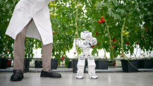 VIDEO Humanoid robot dancing with a laboratory technician near rows of tomatoes in a greenhouse farm - Starpik