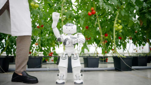 VIDEO Humanoid robot dancing with a laboratory technician near rows of tomatoes in a greenhouse farm - Starpik