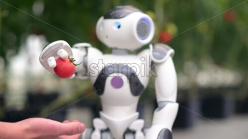 VIDEO Humanoid robot dropping a tomato in a man’s hand in a greenhouse farm - Starpik