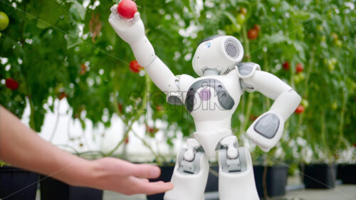 VIDEO Humanoid robot dropping a tomato in a man’s hand in a greenhouse farm - Starpik